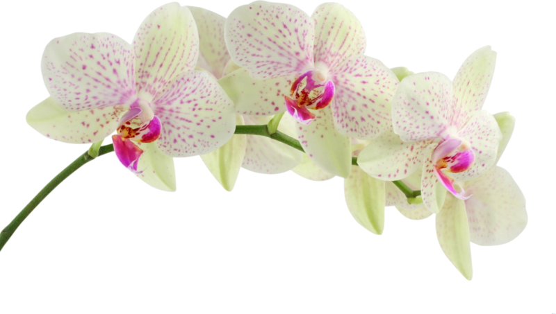 greenish speckled moth orchid