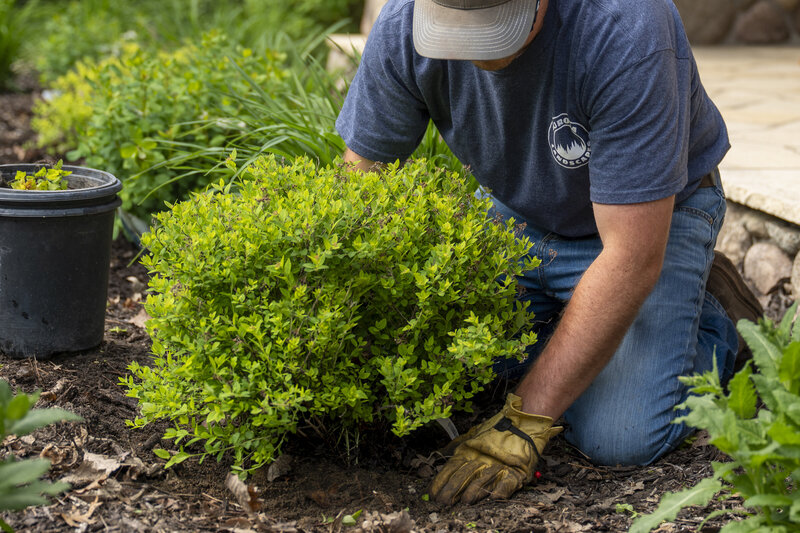Aurora landscapes employee planting a shrub