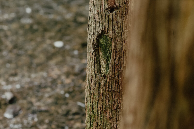 cedar tree bark