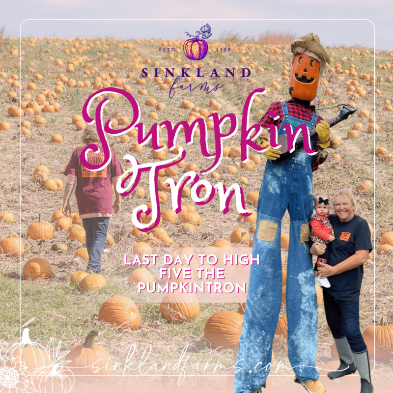 2024Sinkland-Farms_Pumpkin-Festival_Creative-Designs-by-Renee_pumpkin-tron