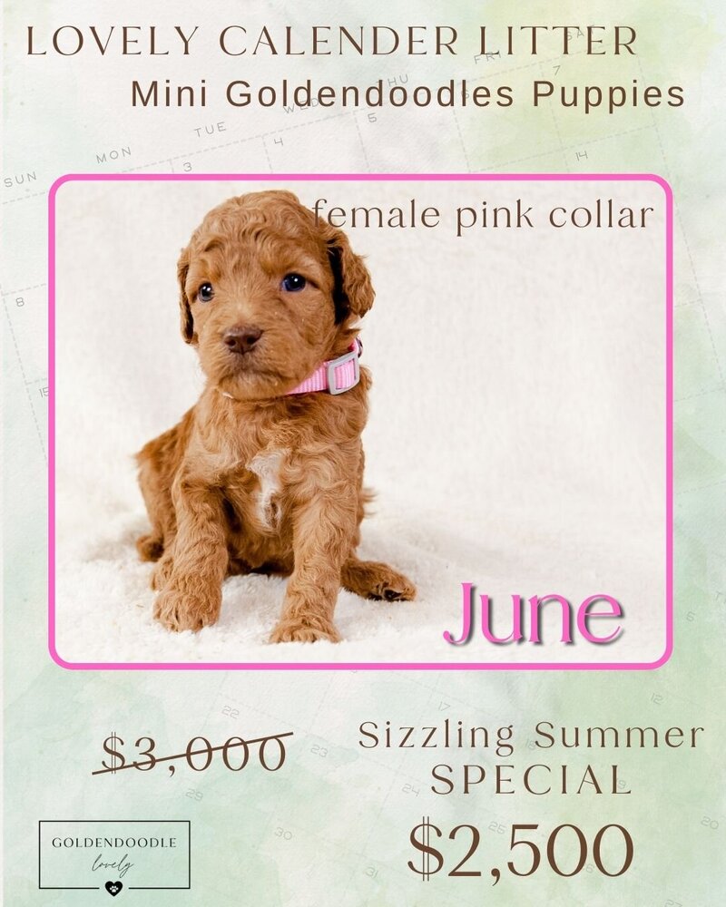 Calendar Pink June Female