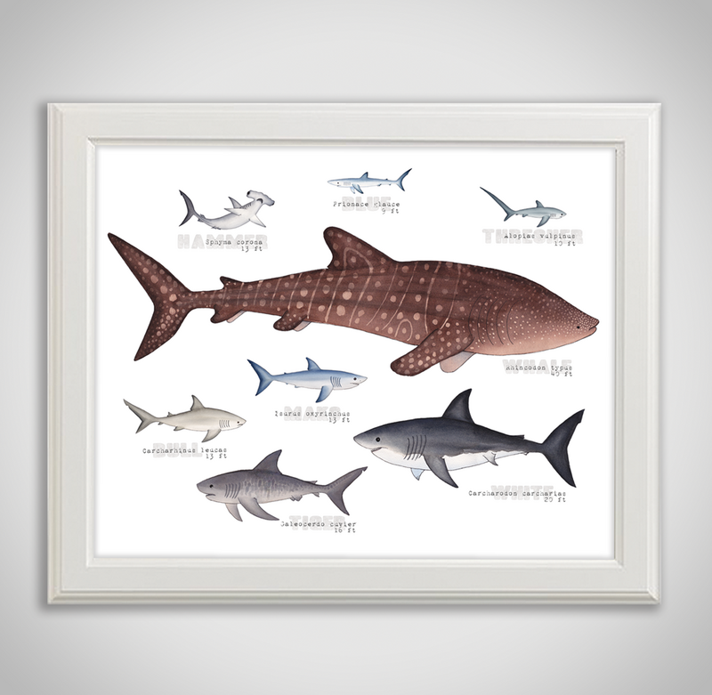 collection-framed