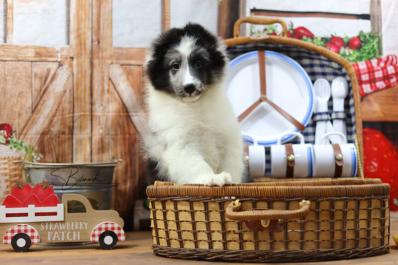 Available Sheltie Puppies in Ohio