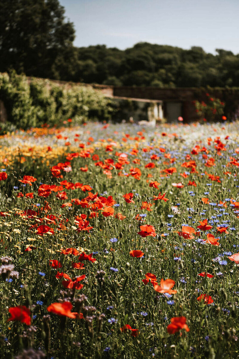 poppy fields at Broadfield Court wedding