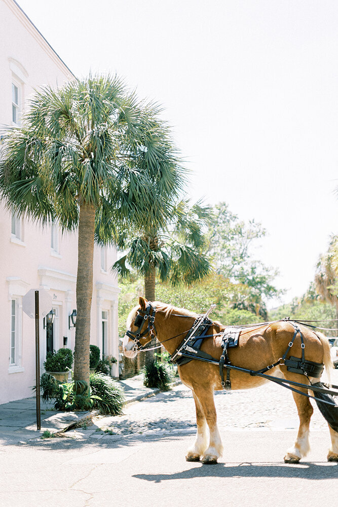 horse and buggy on charleston street