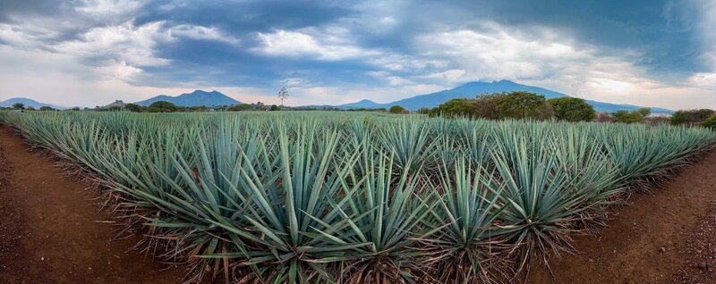 Agave Fields 4