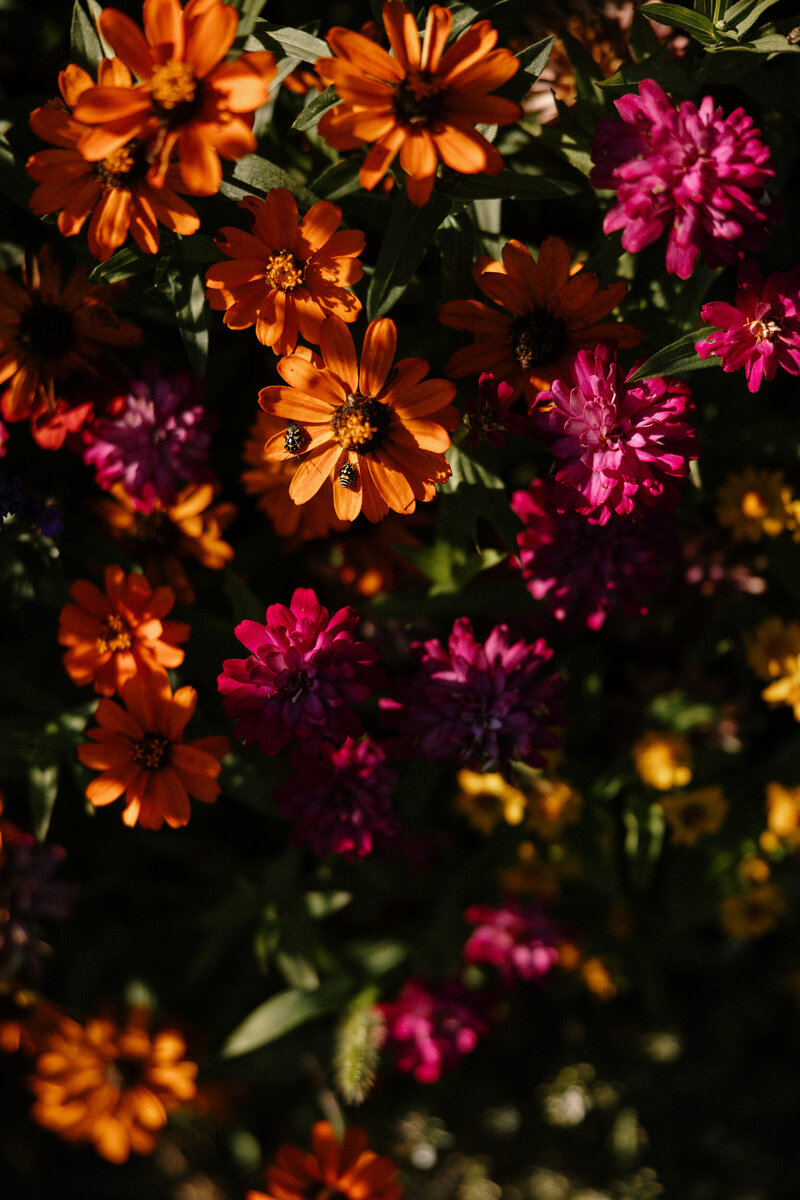 A vibrant mix of orange and pink flowers, with bees foraging, set against a lush green background in warm sunlight.