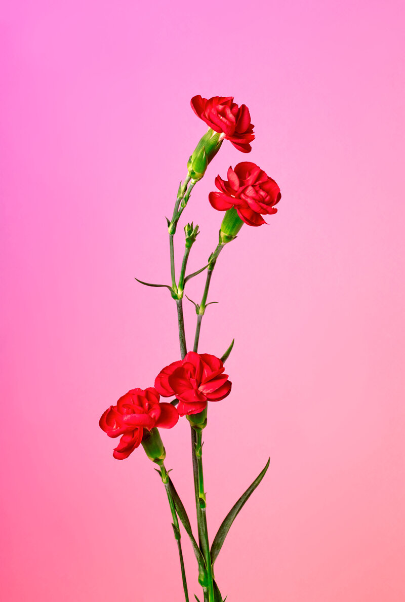 Photo artistique de fleurs rouges sur fond rose, réalisée par Studio Helloday.