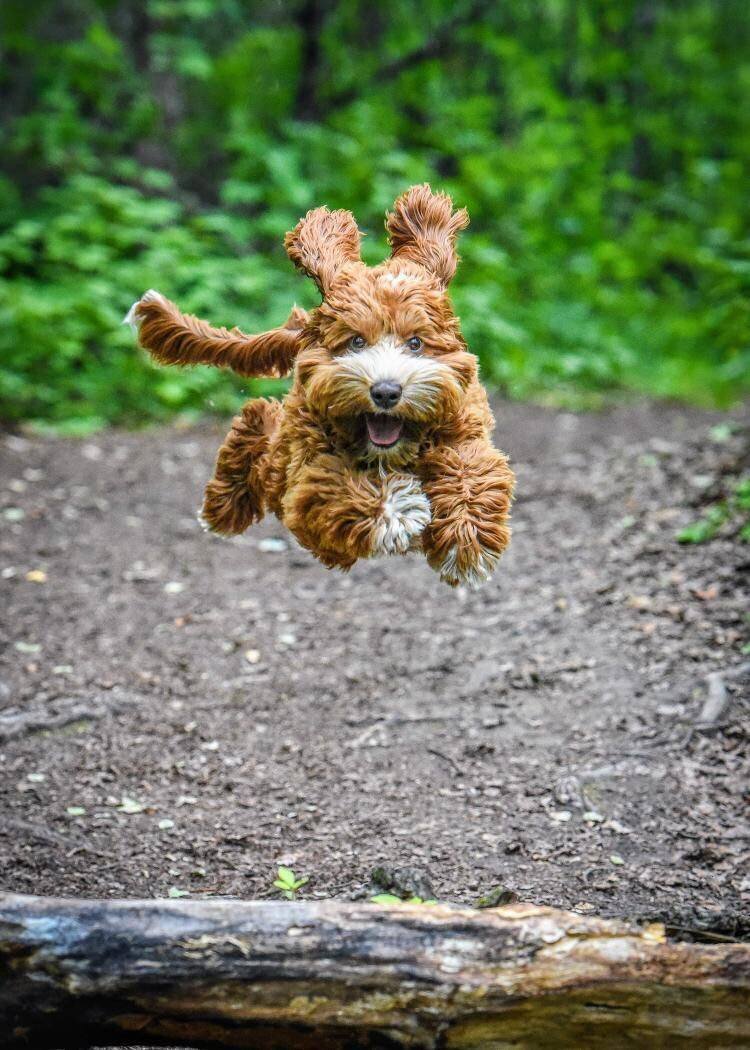 BLL-labradoodle-dog-breeders-british-columbia-05