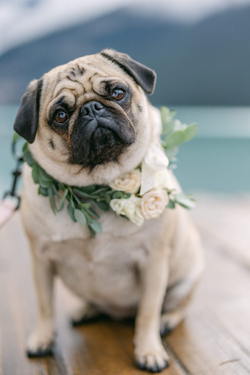 Discover the elegance of a beautifully arranged bride's bouquet in a stunning lay flat display. Perfect inspiration for creating timeless floral arrangements on your wedding day.