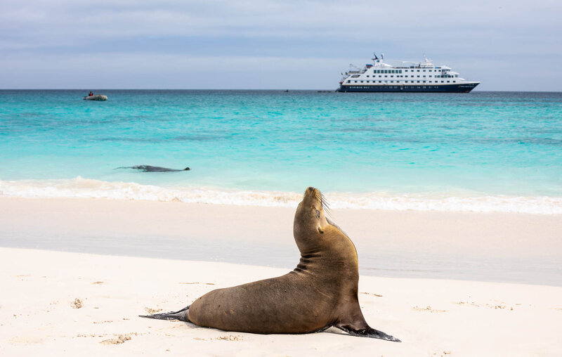 A sea lion resting on a sandy beach with turquoise water in the background and a white cruise ship floating on the ocean.