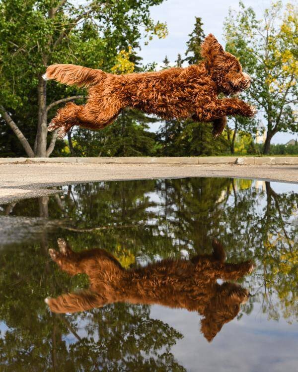 Red Australian Labradoodle Breeder in  Edmonton