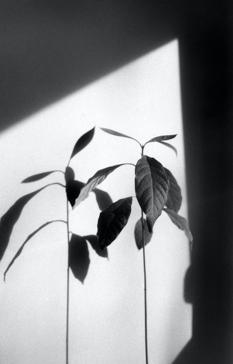 Black and white photo of plant with shadows against wall