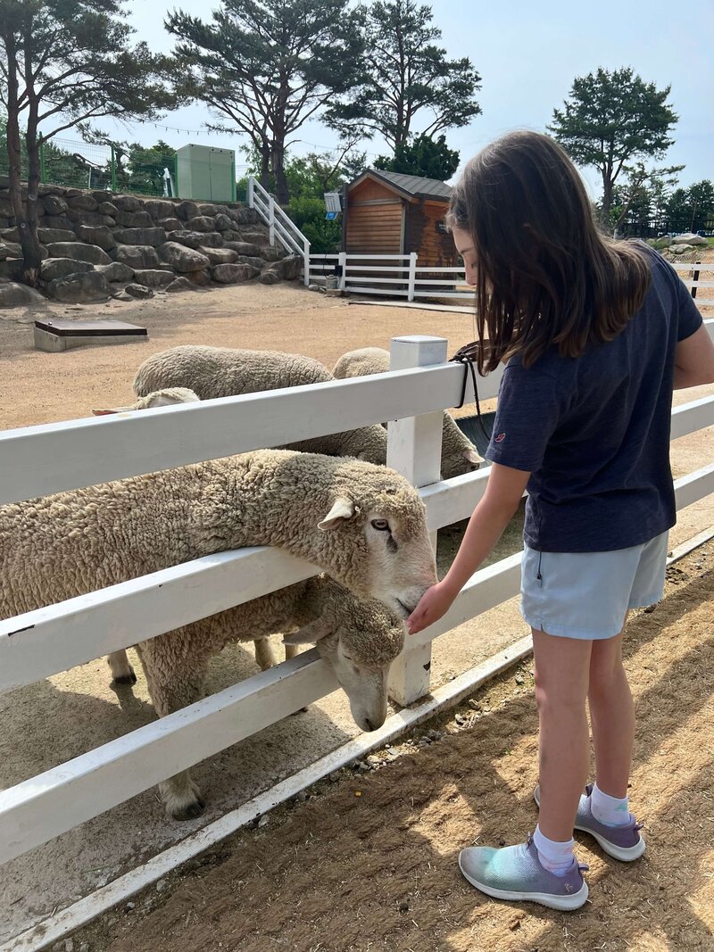 Child feeding sheep at a petting zoo — expat parenting blog exploring empathy, belonging, and everyday moments abroad