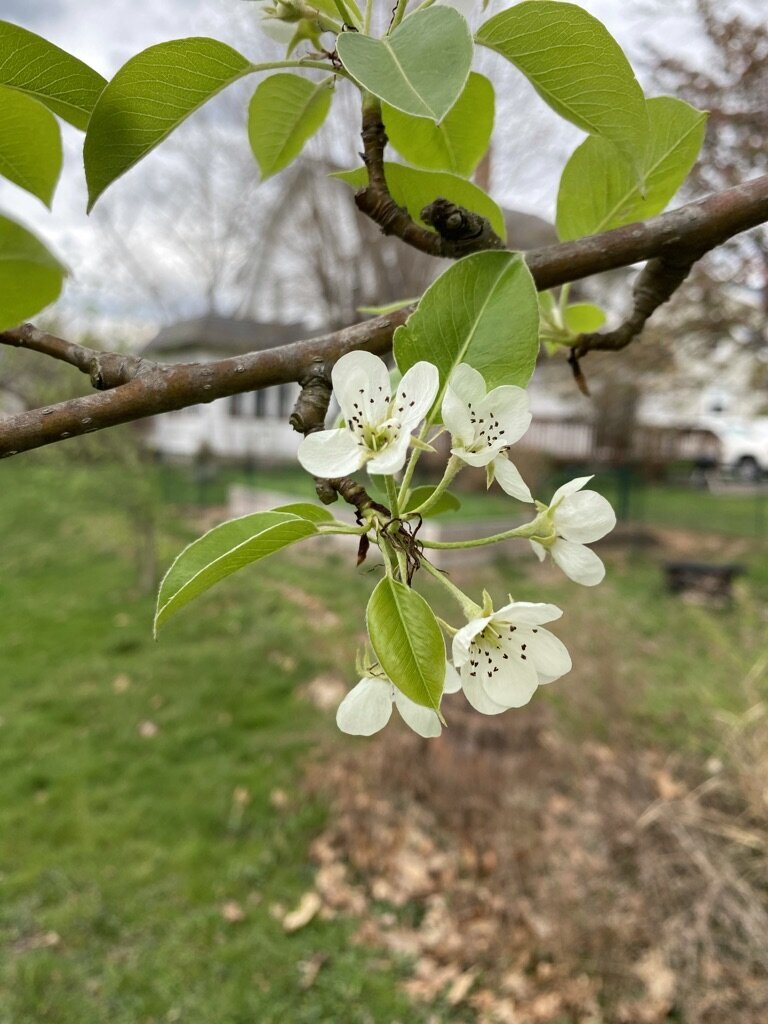 Apple blossoms on a tree