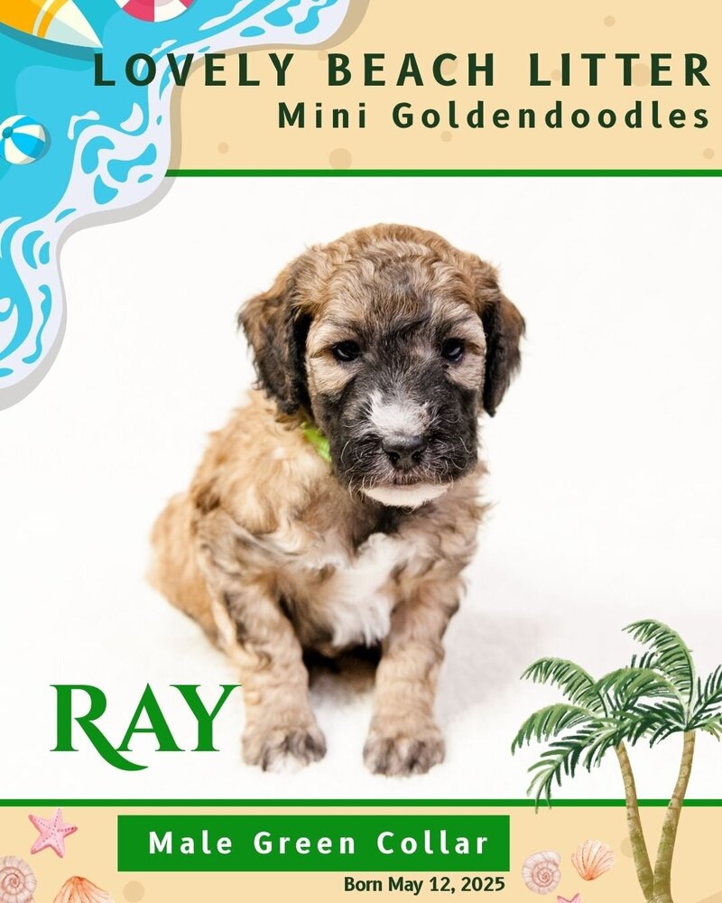 Beach - Green Ray Male