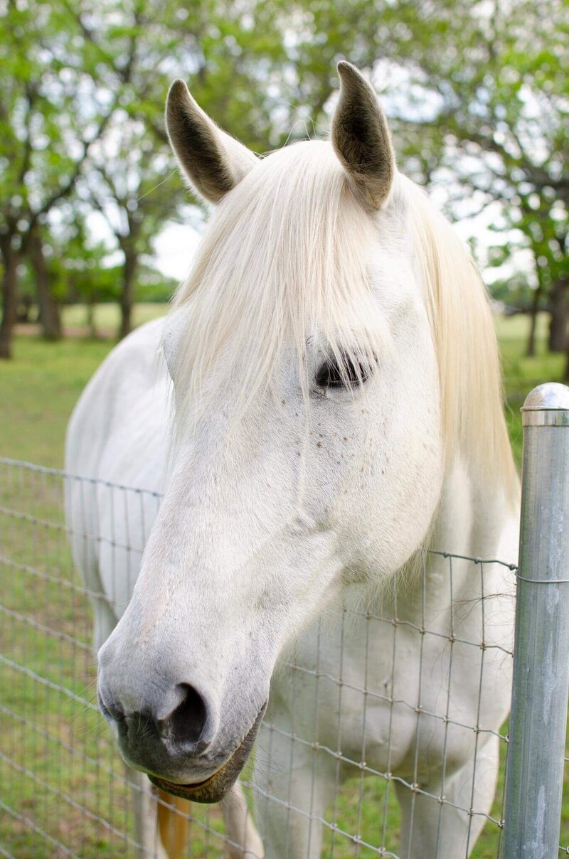 Horse parties in Boyd Texas