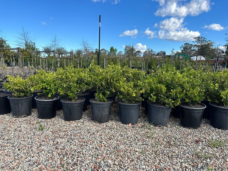 Japanese Buxus - Buxus Microphylla - Mature Hedging Plants & Screens Sydney