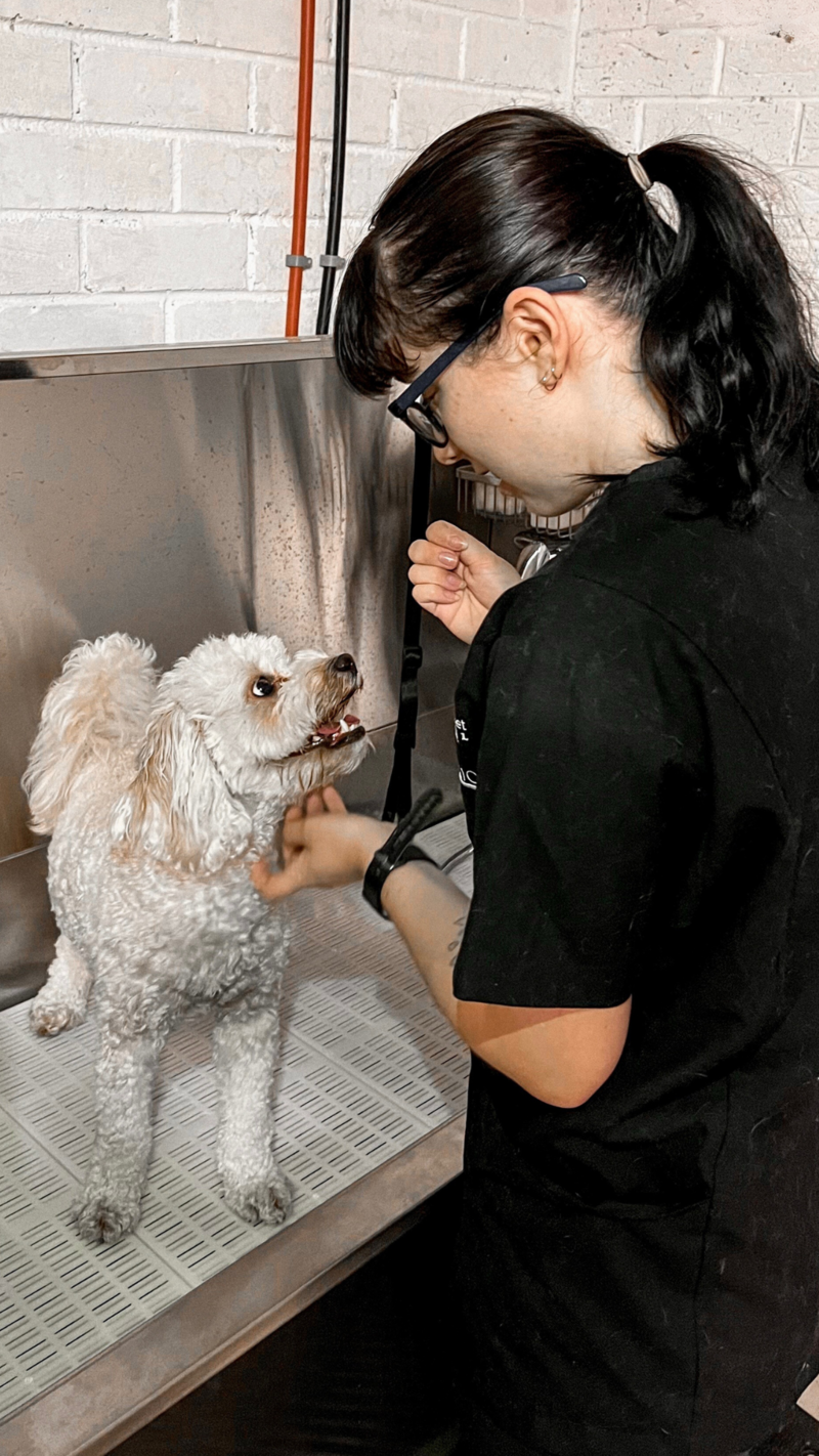 Comfort Clips Dog Grooming