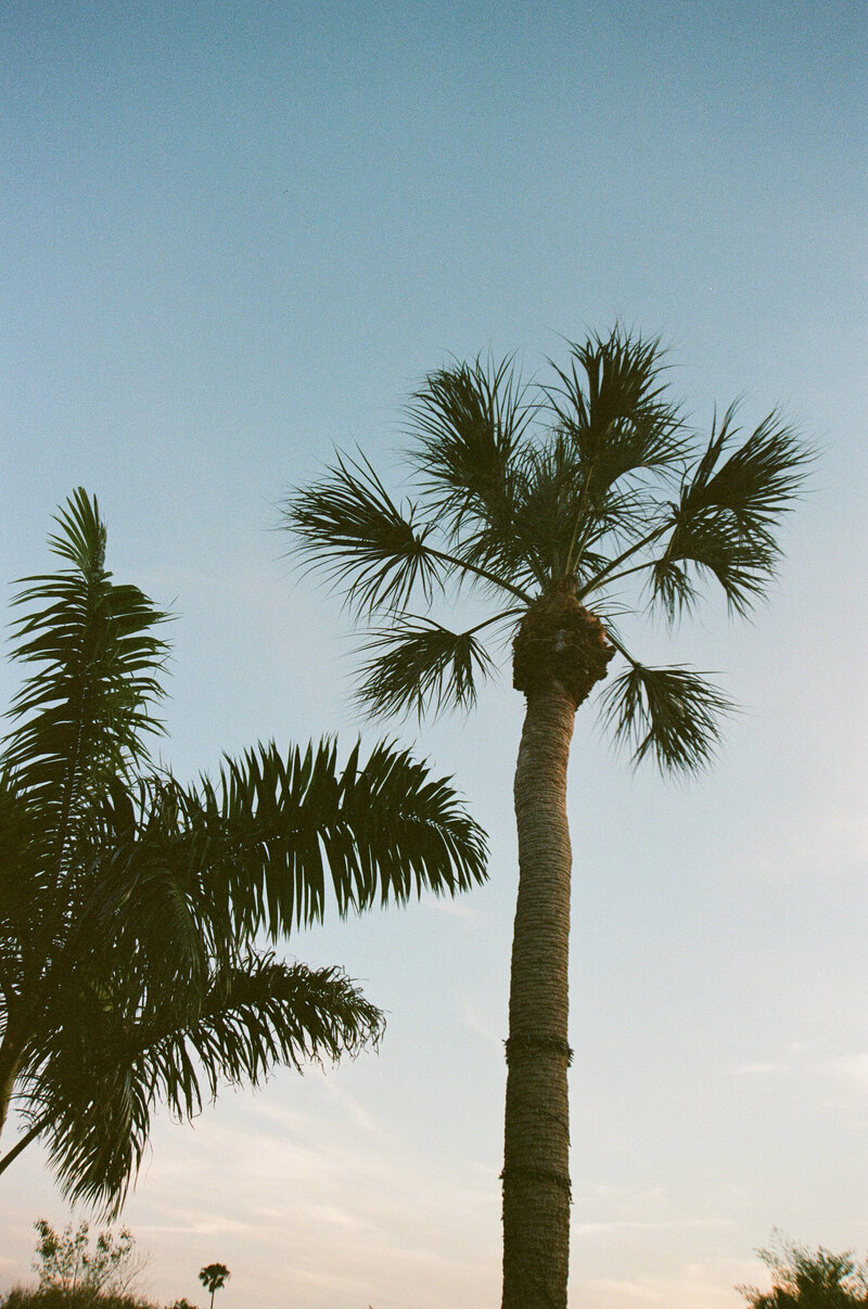 Film photo of palm tree