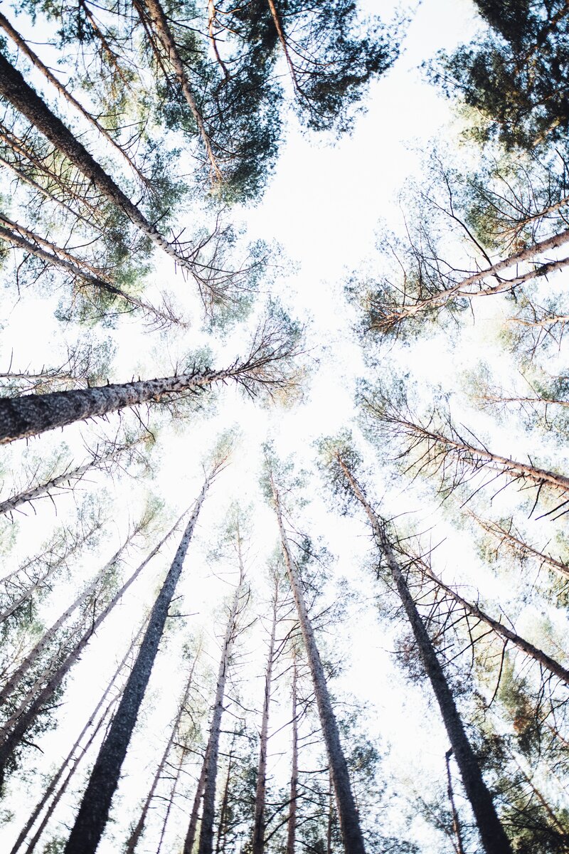 ganzheitlichen Ansatz demonstrierender Wald aus Nadelbäumen im Kreis Blickrichtung in den Himmel von unten aus betrachtet