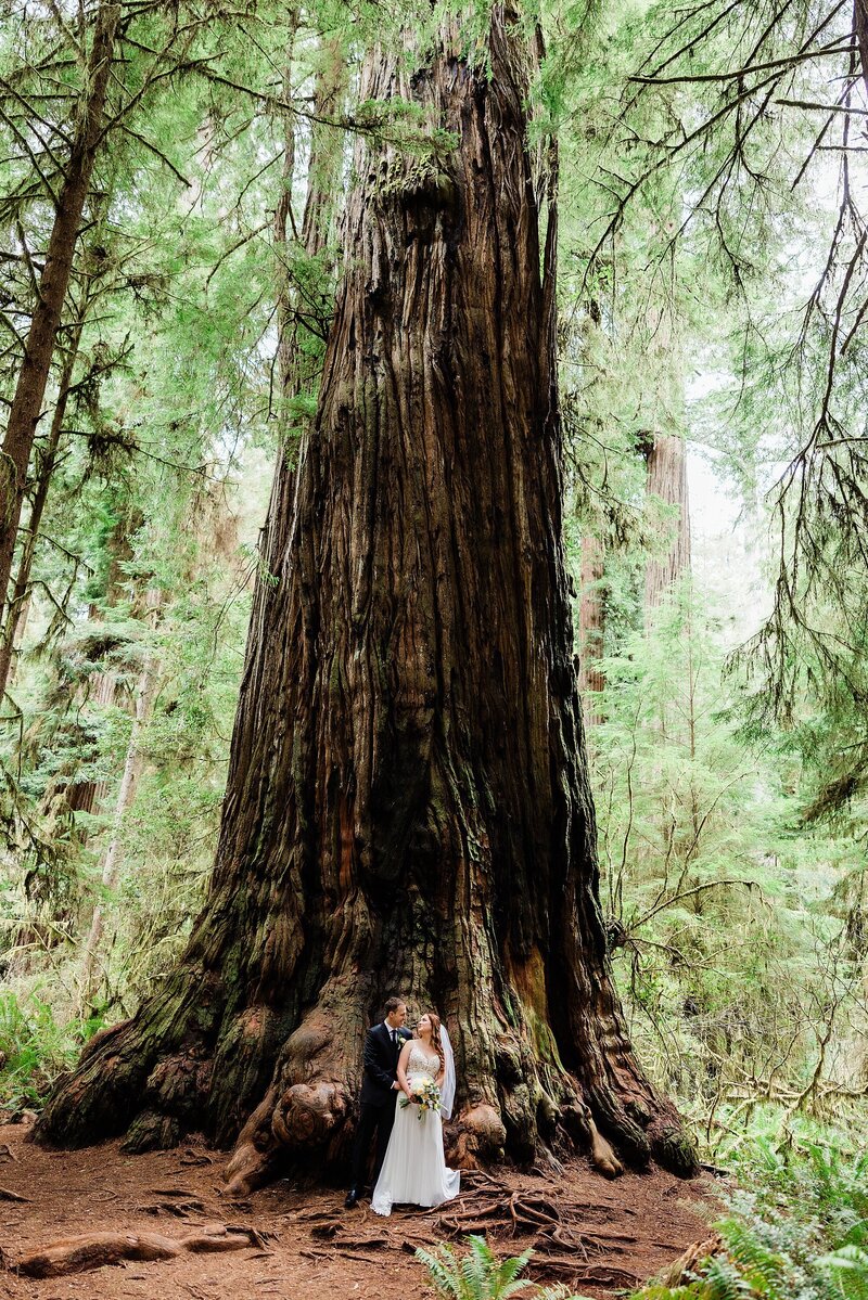 An eloping bride and groom stand in front of a tall Redwood tree in Redwood National Park.