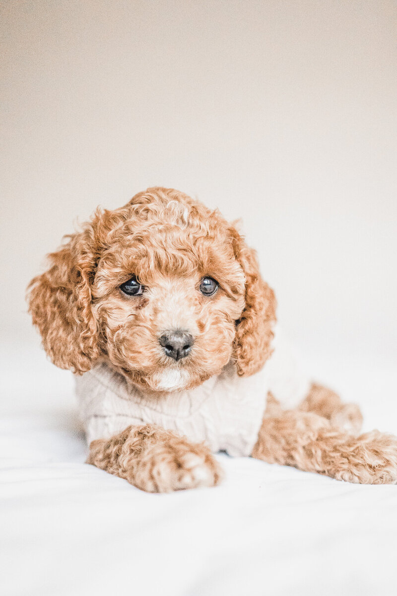 Cockapoo Puppy with White Sweater