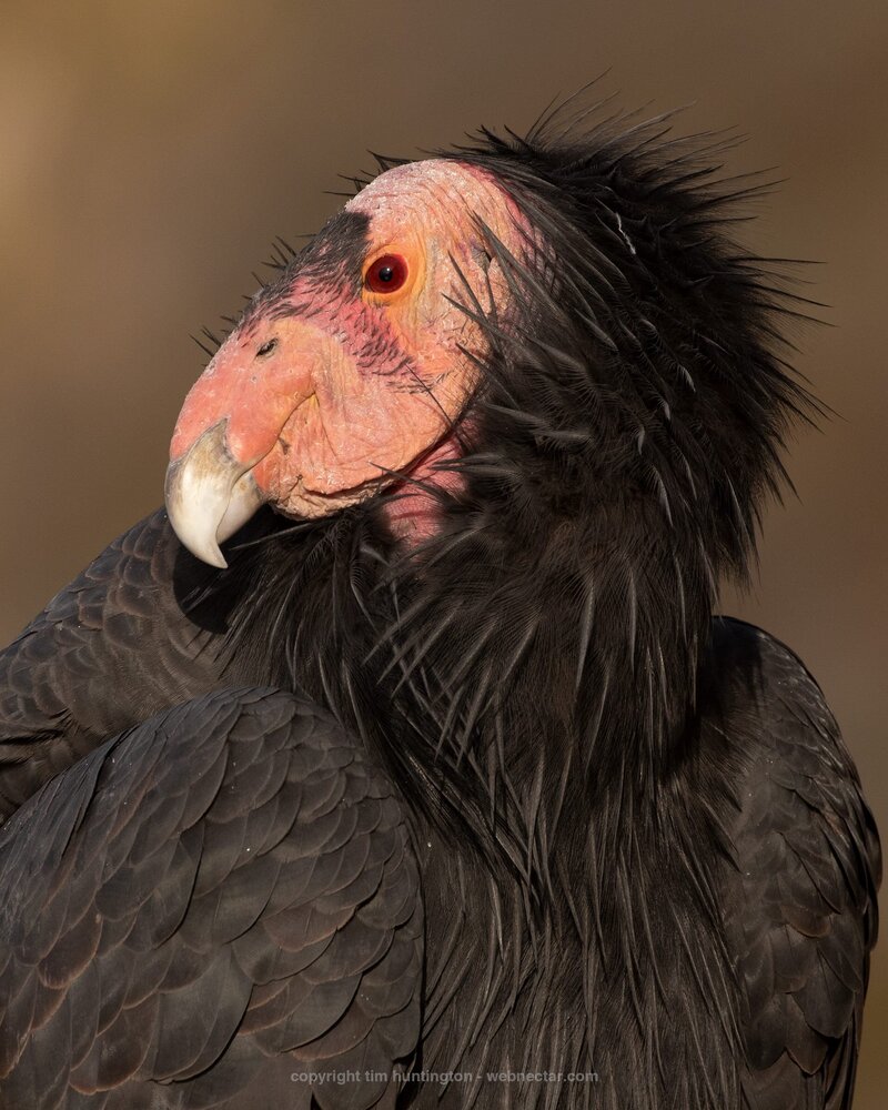 CA-Condor-Alliance-Tim-Huntington©-2_204_6227