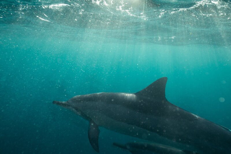 Dolphin underwater in Hawaii
