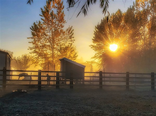goats at sunrise