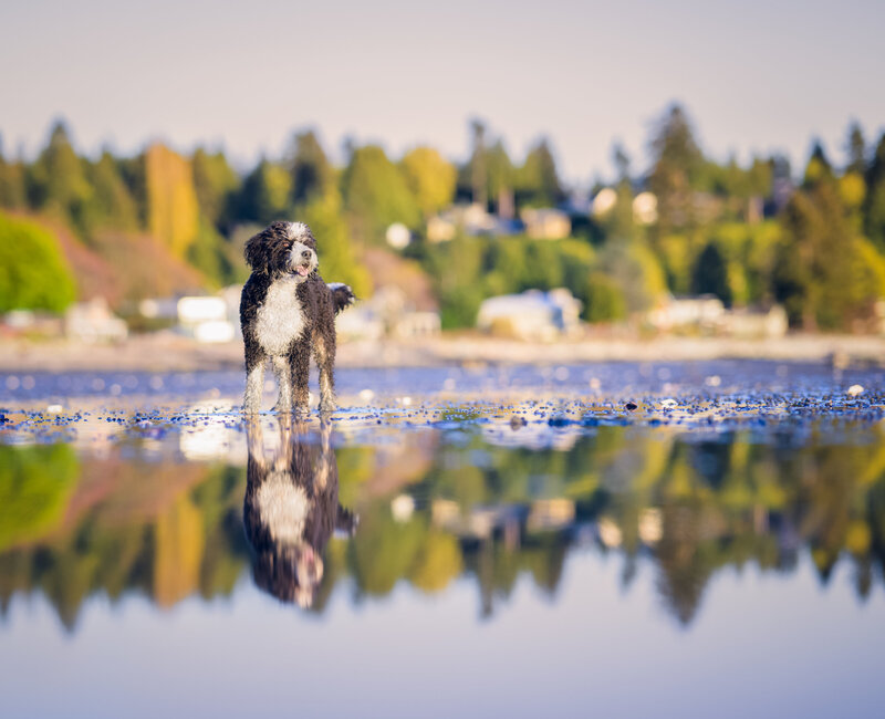 Turn your dog’s adventures into art with an outdoor dog photoshoot by Pets Through the Lens in Vancouver. Our award-winning dog photographer captures your furry friend’s playful spirit in stunning natural settings, from sandy beaches to lush parks. Each session is a fun experience designed to showcase your dog’s unique personality. Schedule your outdoor dog photography session today and create vibrant, lasting memories of your pet’s outdoor escapades.