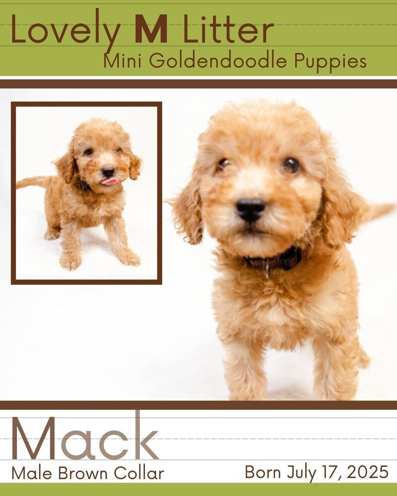 M Litter - Brown Mack Male