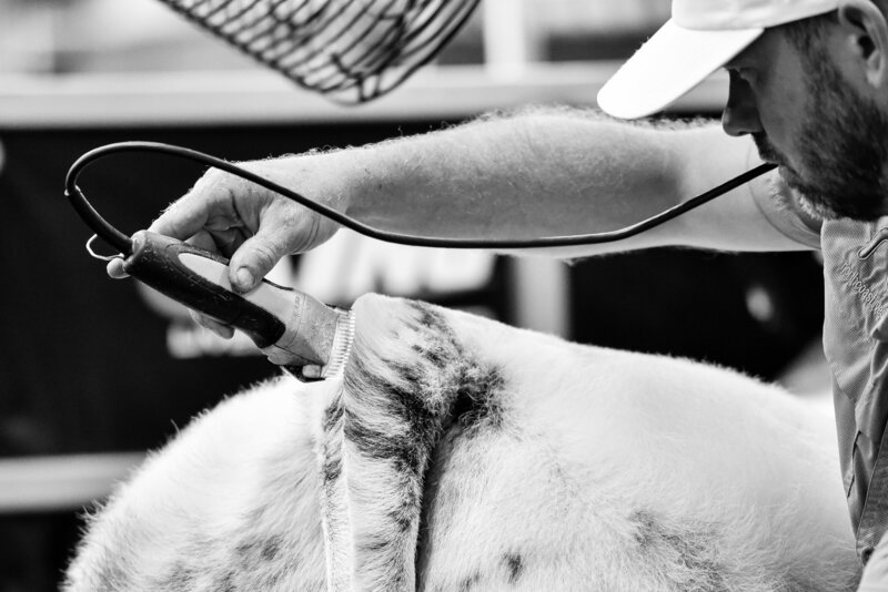 livestock photography