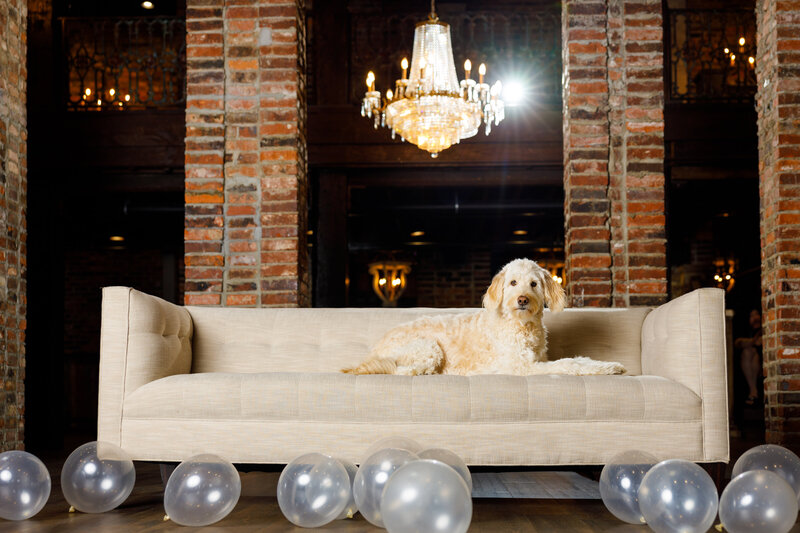 dog on a couch 
