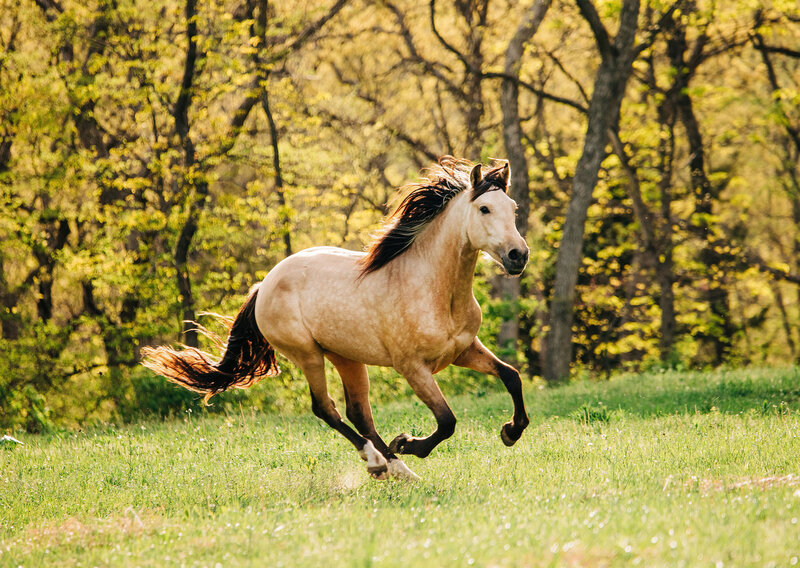 Stallions (35)