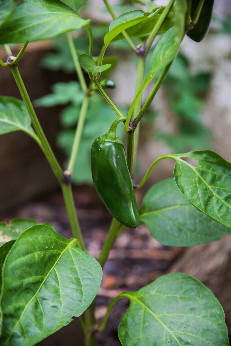 Jalapeno growing on a plant