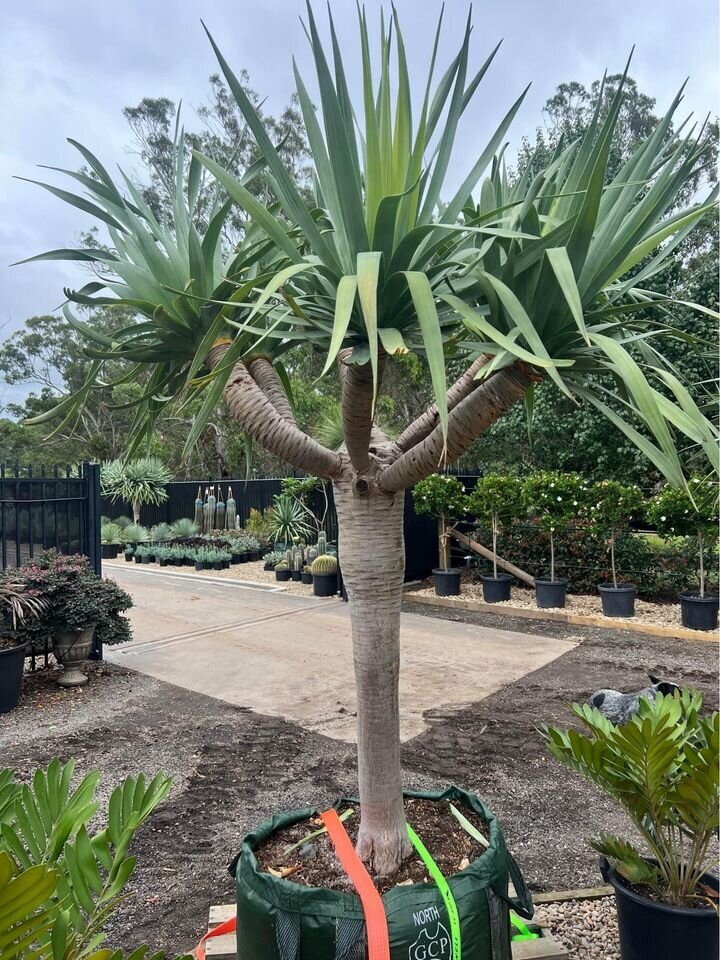 Dragon Tree Multi-Headed - Dracaena Draco Dragon Tree - Exotic plants and trees sydney - Go Green Nurseries