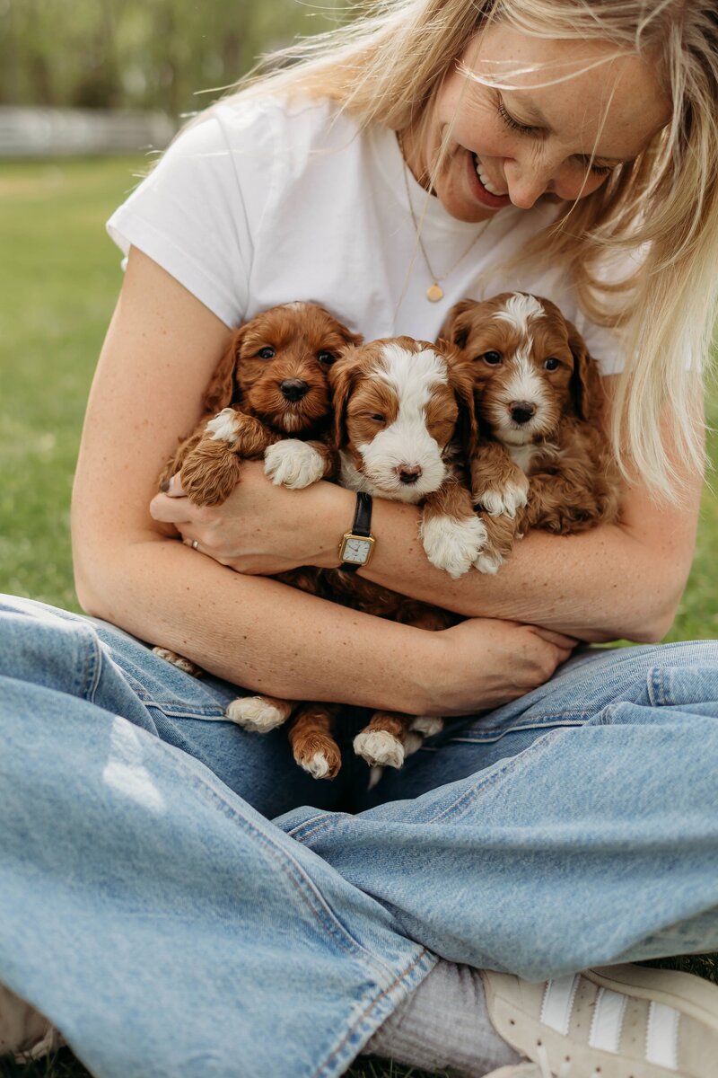baldonnel-lane-labradoodles-breeder-alberta-bc-83