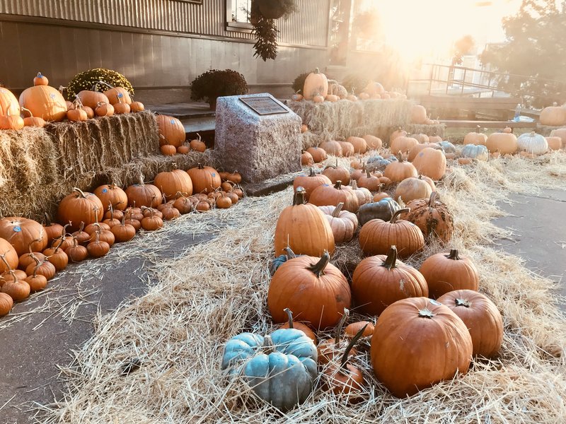 corsicana pumpkin patch