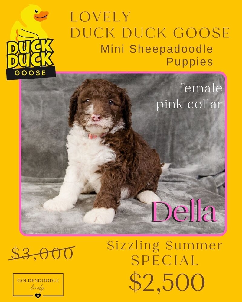 Duck - Pink Della Female