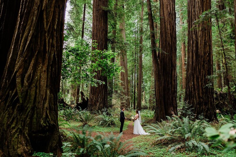 A bride and groom stand in the Redwood forest during their ceremony.