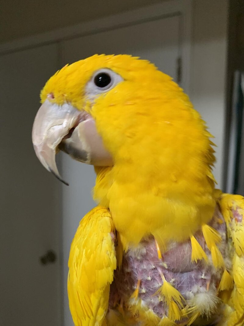 Midas