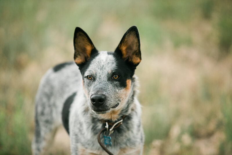 Blue heeler focused on something in the distance