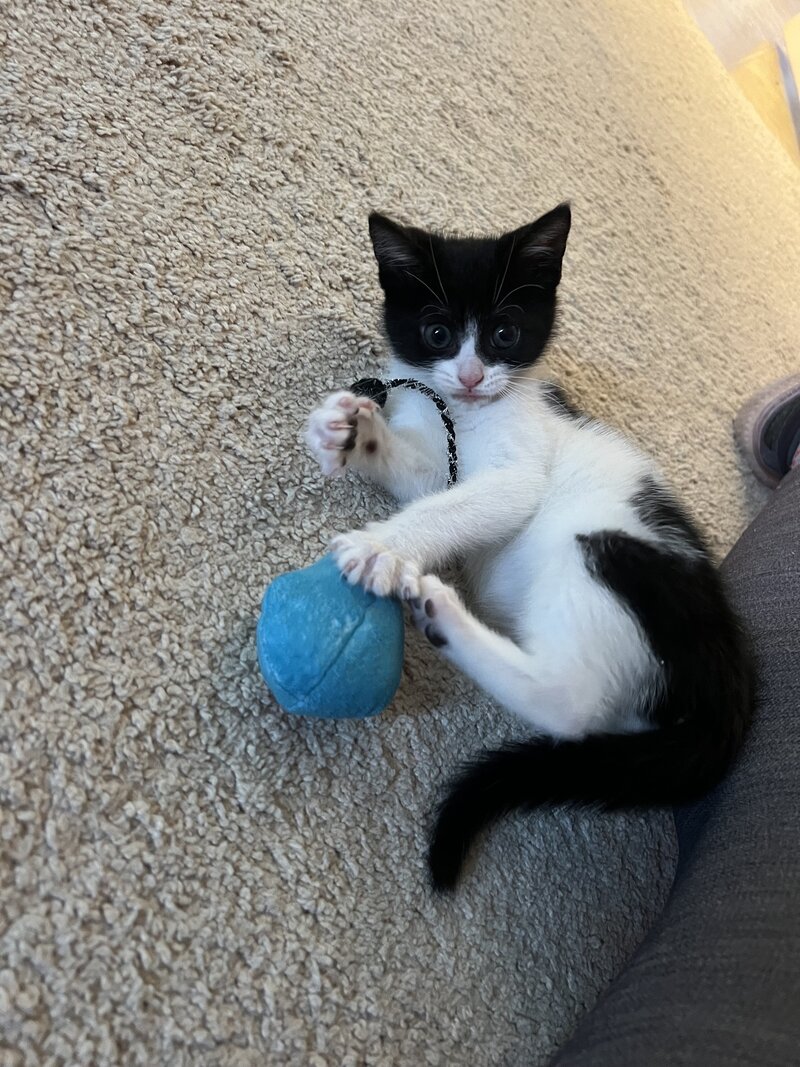 Kitten