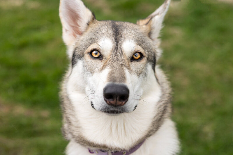 A wolf/husky looking dog is looking directly at the camea