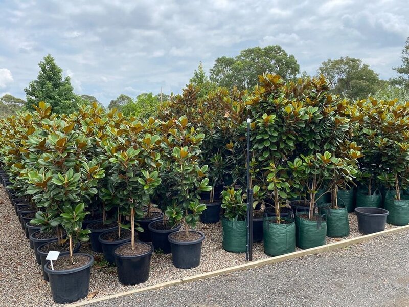 mature Teddy Bear Magnolia Trees for Sale in Sydney