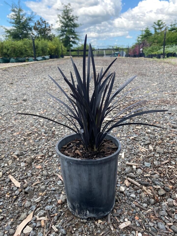Black Mondo Grass - Ophiopogon Planiscapus