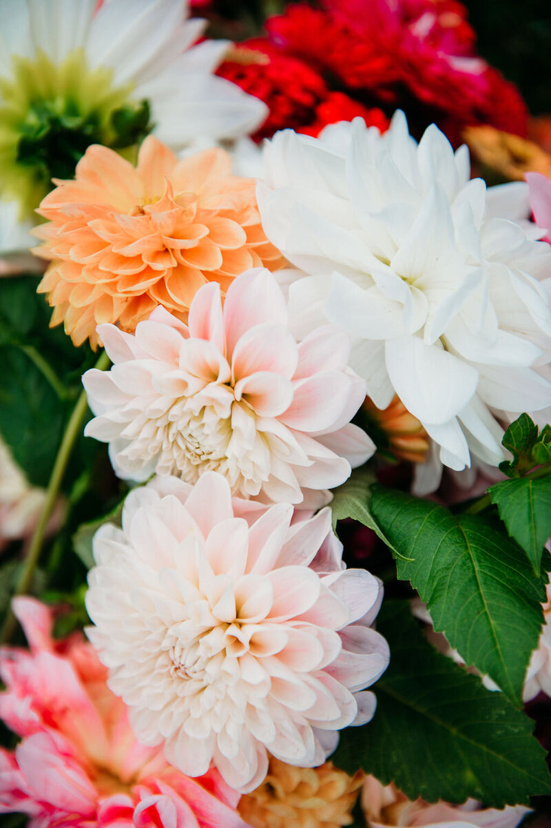 Fresh dahlias straight from the garden! These show-stopping blooms are perfect for bouquets and easy to grow with a little planning. Learn how to grow your own dahlias from tubers with beginner-friendly tips from Seeds of Possibility.
