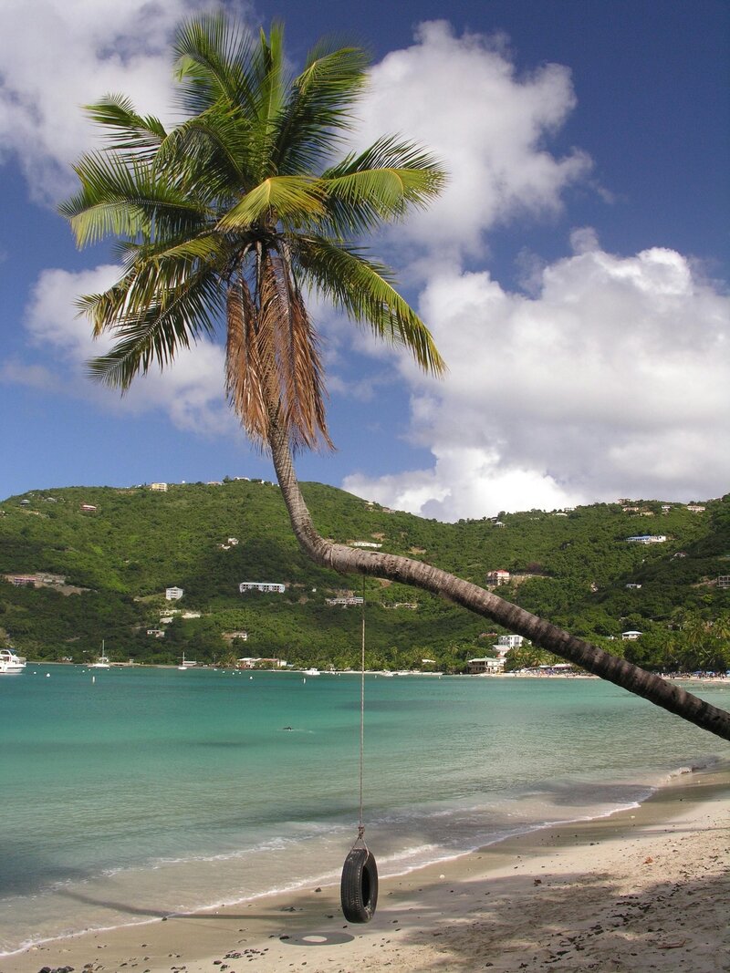 Palm tree in front of the beach