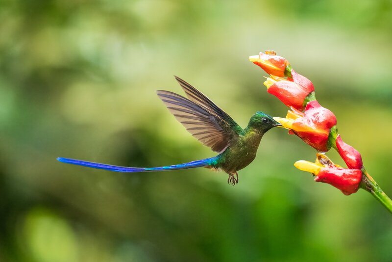 Ecuador—Violet-tailed Sylph © Miroslav Srb-shutterstock_2513933017